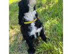 Portuguese Water Dog Puppy for sale in Graford, TX, USA