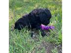 Portuguese Water Dog Puppy for sale in Graford, TX, USA