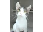 Adopt Charlene a White Domestic Shorthair / Domestic Shorthair / Mixed cat in