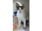 Adopt Carlton a Gray or Blue Domestic Shorthair / Domestic Shorthair / Mixed cat