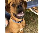 Adopt Canelo a Brown/Chocolate Boxer / Rottweiler / Mixed dog in Omak