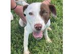 Adopt Daisy Mae a White Mixed Breed (Medium) / Mixed dog in Oklahoma City