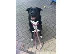 Adopt Layla a Black - with White Labrador Retriever / Bernese Mountain Dog /