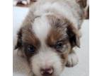 Miniature Australian Shepherd Puppy for sale in Agawam, MA, USA