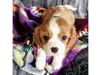 Cavalier King Charles Spaniel Puppy for sale in Doon, IA, USA