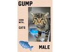 Adopt Gump a Domestic Shorthair / Mixed (short coat) cat in Brigham City -