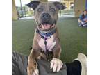 Adopt Davy a Gray/Silver/Salt & Pepper - with Black American Pit Bull Terrier /