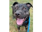 Adopt Arugula a Brindle American Pit Bull Terrier / Mixed dog in Chico