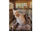Adopt Punkin a Domestic Shorthair / Mixed (short coat) cat in Mocksville