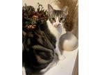 Adopt Fee a Domestic Shorthair cat in New York, NY (38342661)