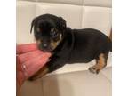 Dachshund Puppy for sale in Laureldale, PA, USA