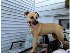 Adopt Jodie Wags a Tan/Yellow/Fawn Retriever (Unknown Type) / Boxer dog in