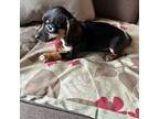 Dachshund Puppy for sale in Laureldale, PA, USA
