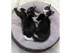 Adopt Cowboy a Black & White or Tuxedo Domestic Shorthair (short coat) cat in