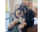 Cavapoo Puppy for sale in Greencastle, PA, USA