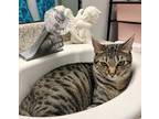 Adopt Sushi a Tan or Fawn Tabby American Shorthair / Mixed (short coat) cat in