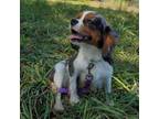 Cavalier King Charles Spaniel Puppy for sale in Greencastle, PA, USA