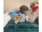 Adopt Summer Pup (Turtle) a Yorkshire Terrier, Australian Shepherd