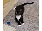 Adopt Boone a All Black Domestic Shorthair / Domestic Shorthair / Mixed cat in