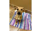 Adopt Roxy a Brown/Chocolate Labrador Retriever / American Pit Bull Terrier /