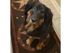 Adopt Roxie a Tricolor (Tan/Brown & Black & White) Mutt / Australian Shepherd /