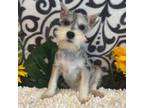 Schnauzer (Miniature) Puppy for sale in Martinsville, IN, USA