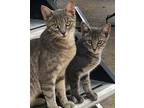Adopt Victoria a Gray, Blue or Silver Tabby Domestic Shorthair (short coat) cat