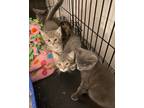Adopt Loki a Gray or Blue Domestic Shorthair / Domestic Shorthair / Mixed cat in
