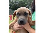 Adopt Fidget a Tan/Yellow/Fawn Boxer / Mixed dog in Dahlonega, GA (38764251)