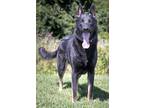 Adopt Aiden a Black German Shepherd Dog / Mixed dog in Westampton, NJ (38906207)