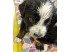 Adopt Sasha a Black Border Collie / Mixed dog in Tyler, TX (38958925)
