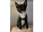 Adopt Dolmy a Black & White or Tuxedo Domestic Shorthair (short coat) cat in