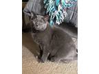 Adopt Kiara a Gray or Blue Domestic Shorthair / Mixed (short coat) cat in Troy