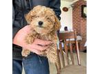 Poodle (Toy) Puppy for sale in Dover, DE, USA