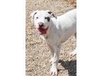 Adopt Glitch a White - with Gray or Silver American Staffordshire Terrier /