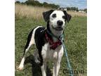 Adopt Cannon a Black Mixed Breed (Medium) / Mixed dog in Hamilton, OH (38915966)