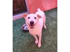 Adopt Goober a White Mixed Breed (Medium) / Mixed dog in Farmington