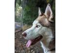 Adopt Isaac a White Husky / Mixed dog in Olympia, WA (38994753)