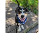 Adopt Remi a Rat Terrier, Jack Russell Terrier