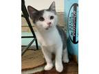 Adopt Pete a Gray or Blue (Mostly) Domestic Shorthair (short coat) cat in