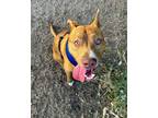 Adopt Milo a Red/Golden/Orange/Chestnut American Staffordshire Terrier / Terrier