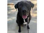 Adopt Zeke a Black Mixed Breed (Large) / Mixed dog in Dallas, TX (38915412)