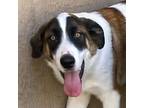 Adopt Domino a White - with Brown or Chocolate Mixed Breed (Medium) / Mixed dog