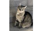 Adopt Phineas a Tiger Striped Tabby / Mixed (short coat) cat in Freehold