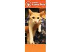 Adopt Peaches a Orange or Red Domestic Shorthair / Mixed cat in Potsdam