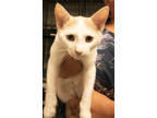 Adopt Creme a White Domestic Shorthair / Mixed cat in Potsdam, NY (39000343)