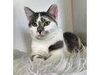 Adopt J-Hope a Gray or Blue Domestic Shorthair / Domestic Shorthair / Mixed cat