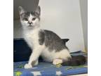 Adopt Jimin a Gray or Blue Domestic Shorthair / Domestic Shorthair / Mixed cat