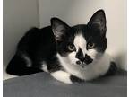 Adopt Jung Kook a All Black Domestic Shorthair / Domestic Shorthair / Mixed cat
