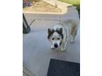 Adopt Kai a Gray/Blue/Silver/Salt & Pepper Husky / Great Pyrenees / Mixed dog in